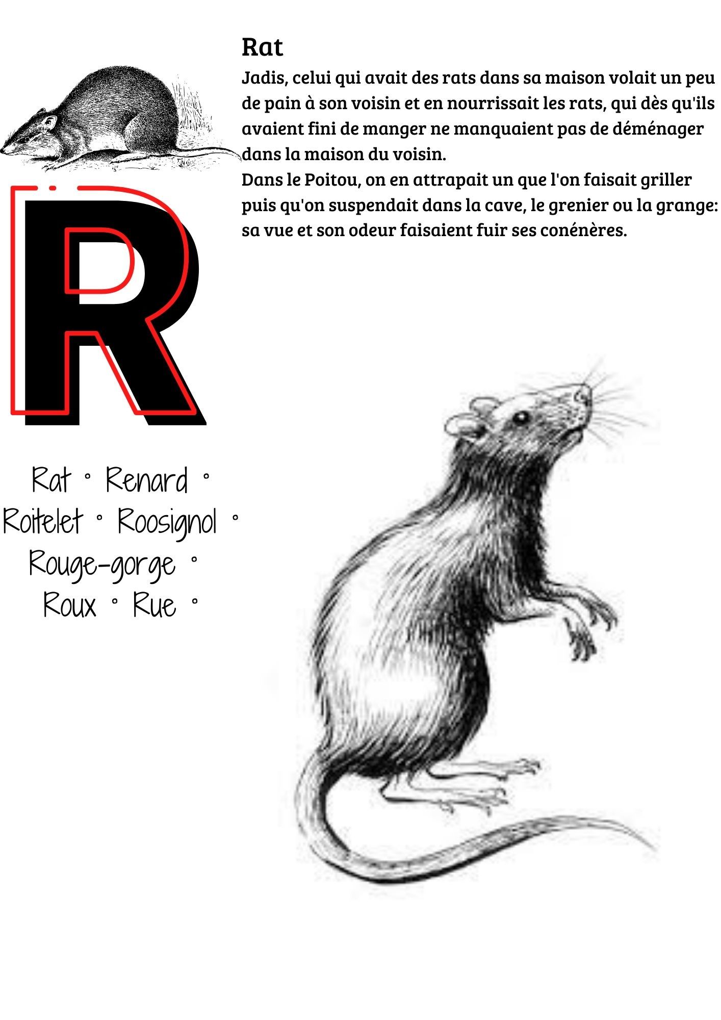 rat